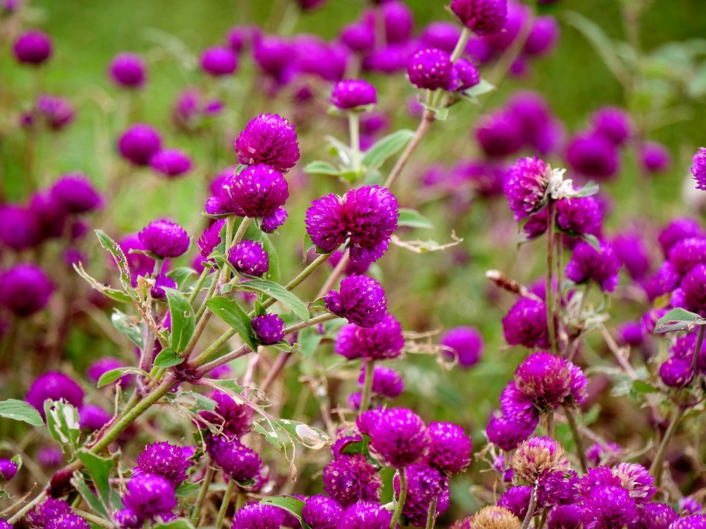 センニチコウも終盤