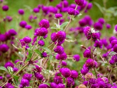 センニチコウも終盤