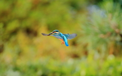 カワセミ　ホバリング