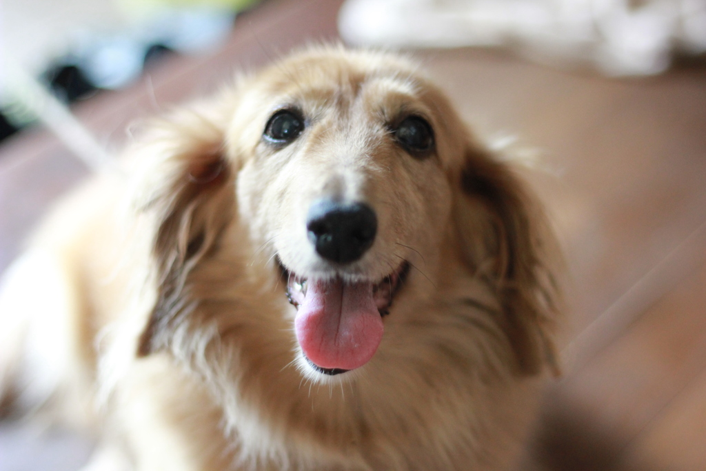 愛犬ブリトニー