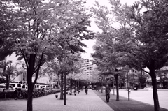 街路樹