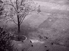 tree