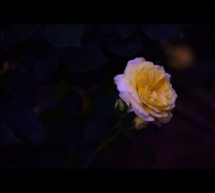 薔薇