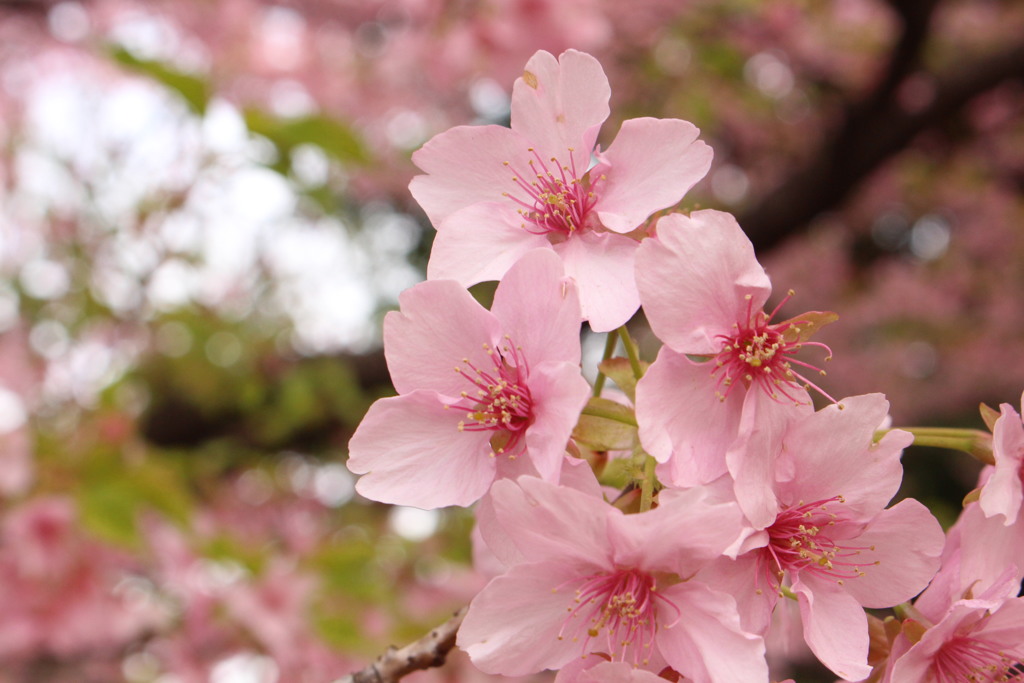 sakura