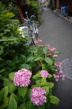 路地