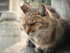 睨まれた～
