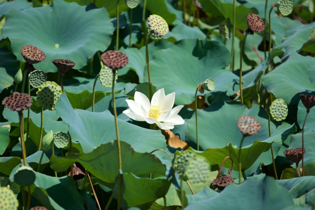 ハスの花