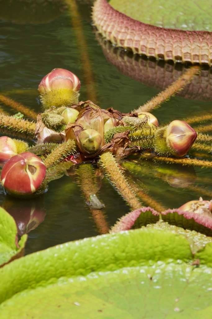 パラグアイオニバスの果実とカエル