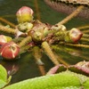 パラグアイオニバスの果実とカエル