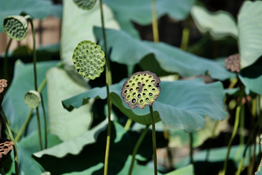 ハスの花托