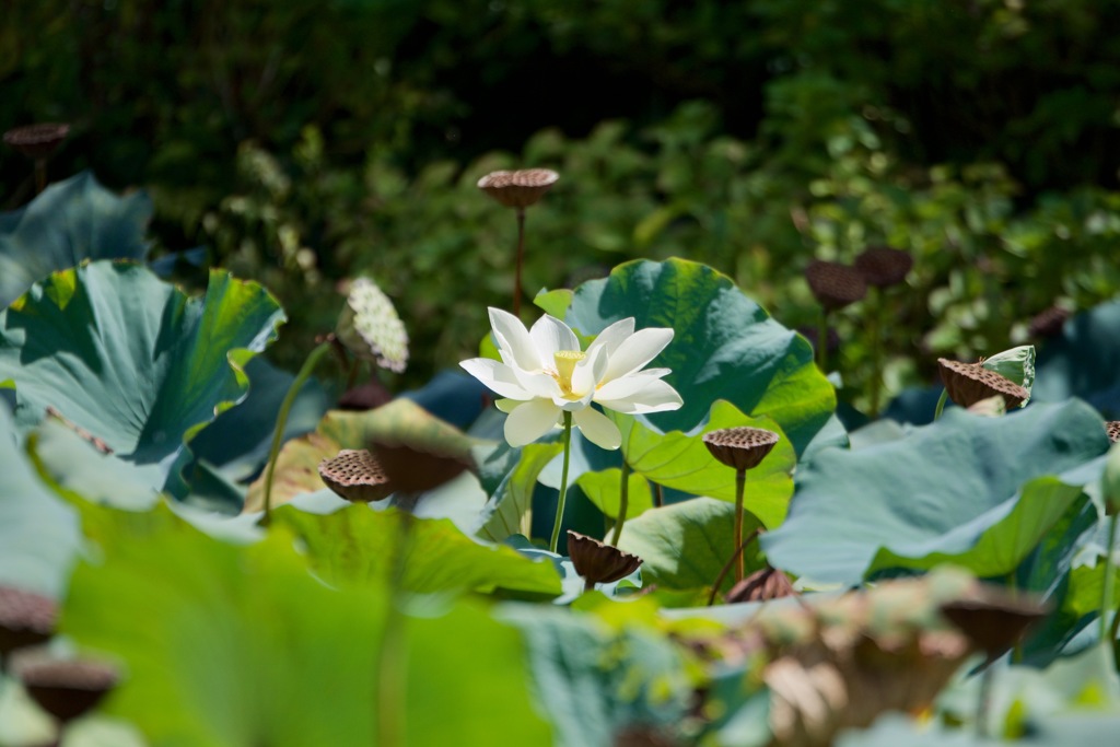 ハスの花