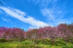 桜日和