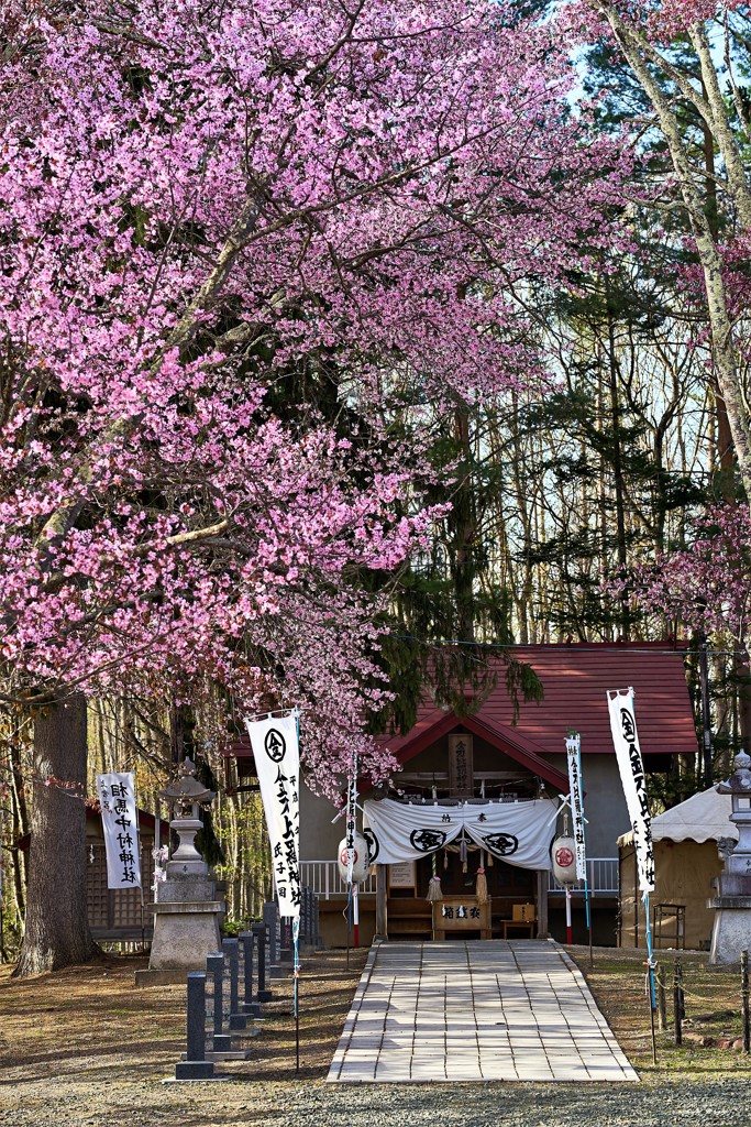 桜と神社