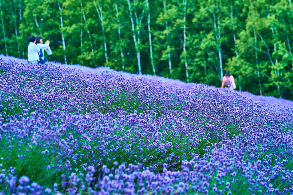 ラベンダーblue