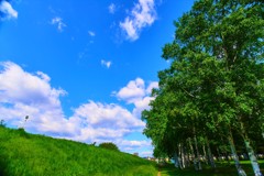 白樺と青空