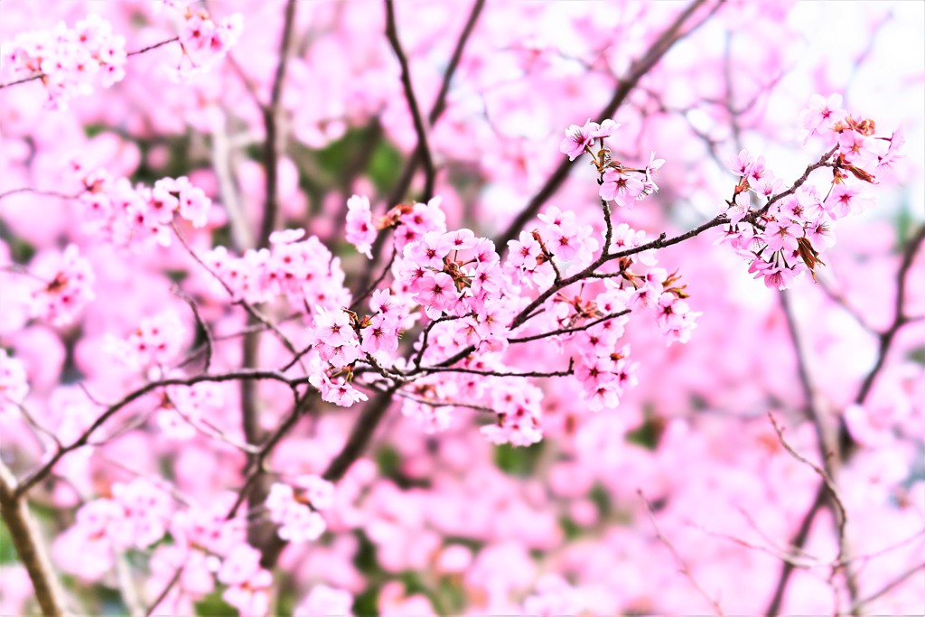 北海道の桜