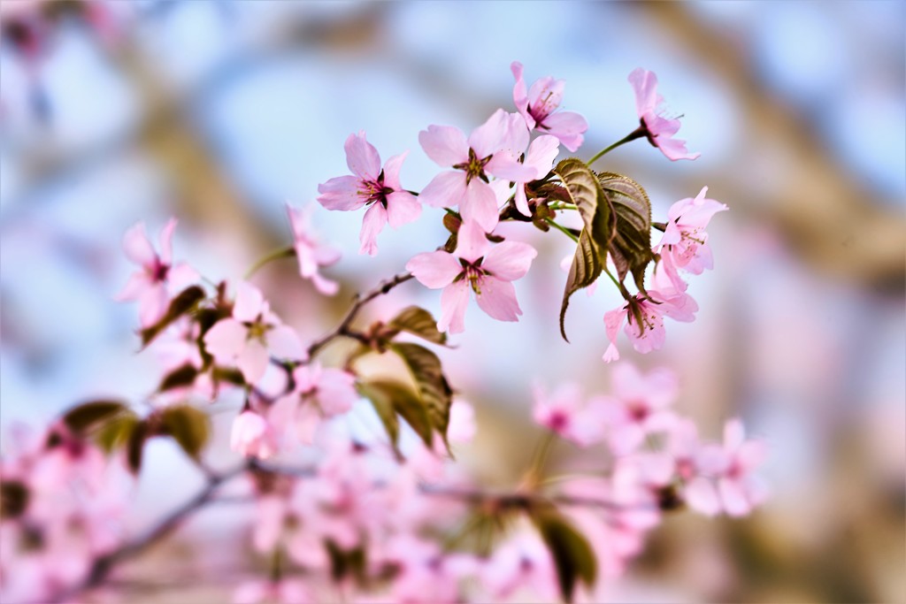 桜色