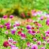 秋桜揺れる