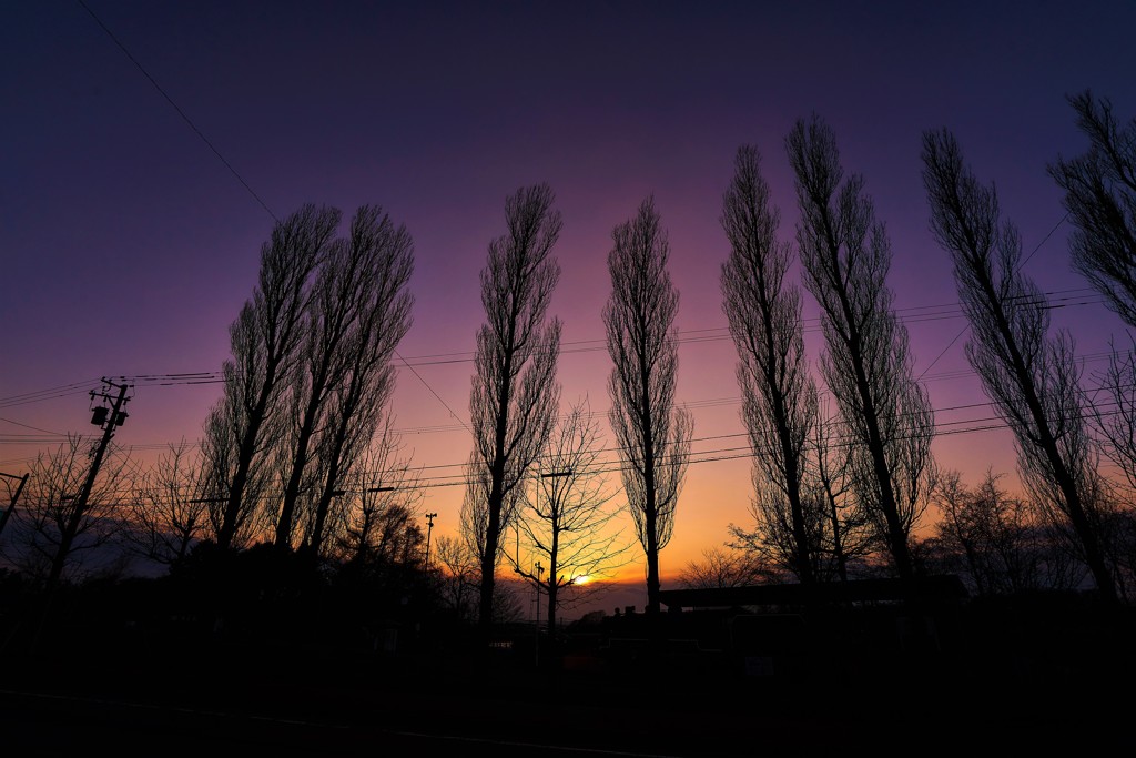 ポプラの夕景