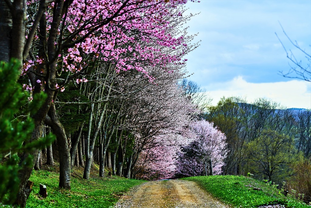 桜の小道2