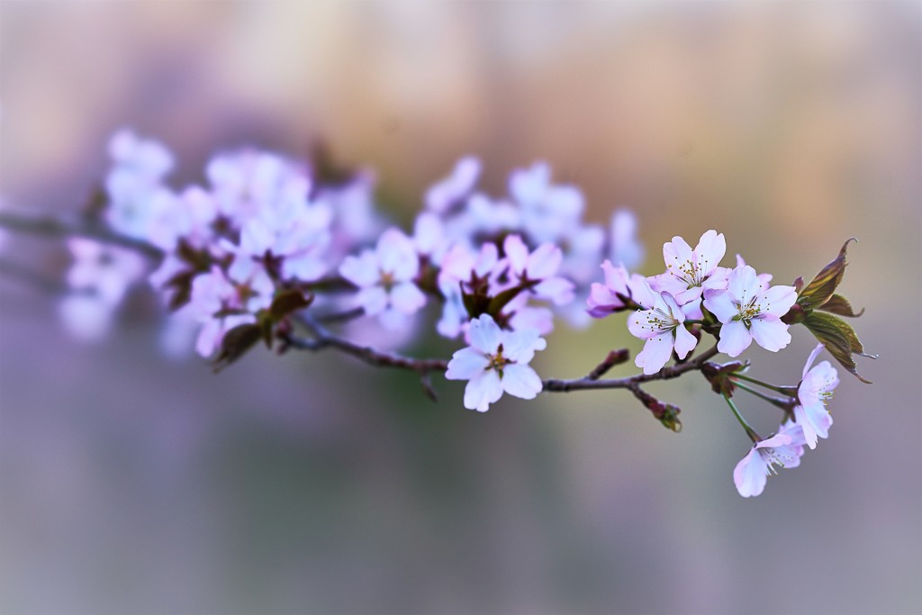 桜来た!