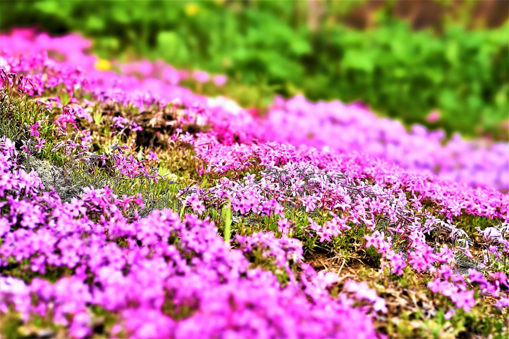 芝桜