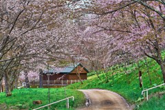 桜の小道