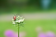 虫さんのお盆休み