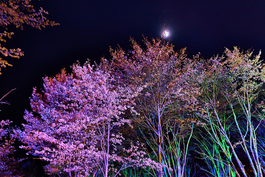 夜桜とお月様