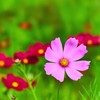 秋桜3