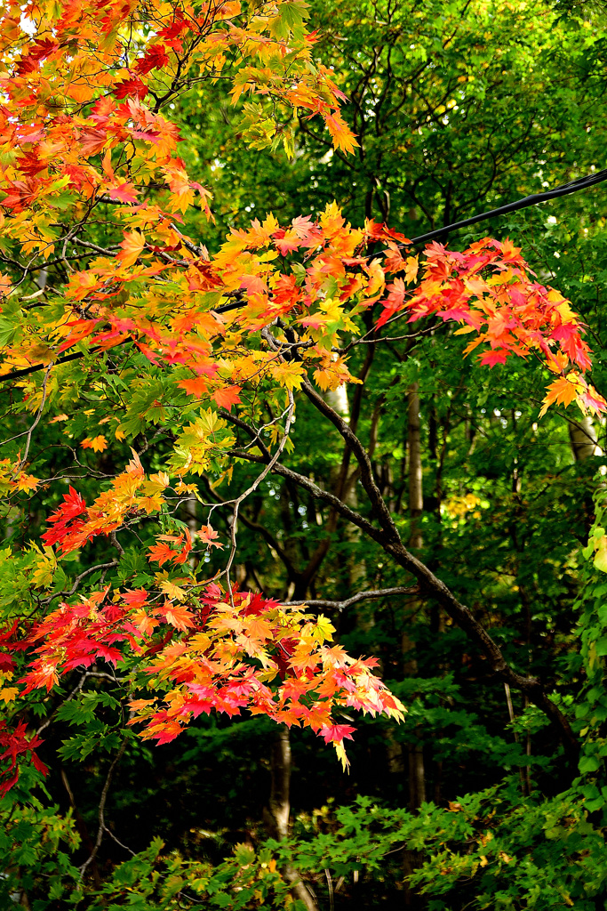 層雲峡紅葉