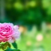 薔薇の香り
