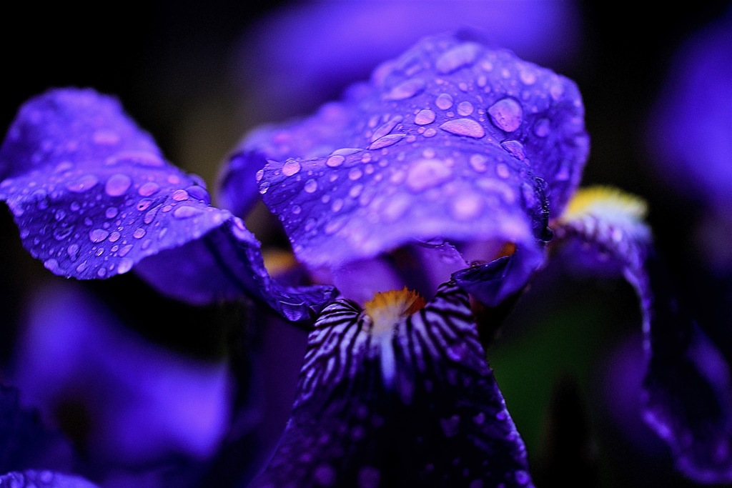 恵みの雨