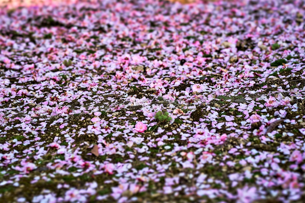 散っても美しい