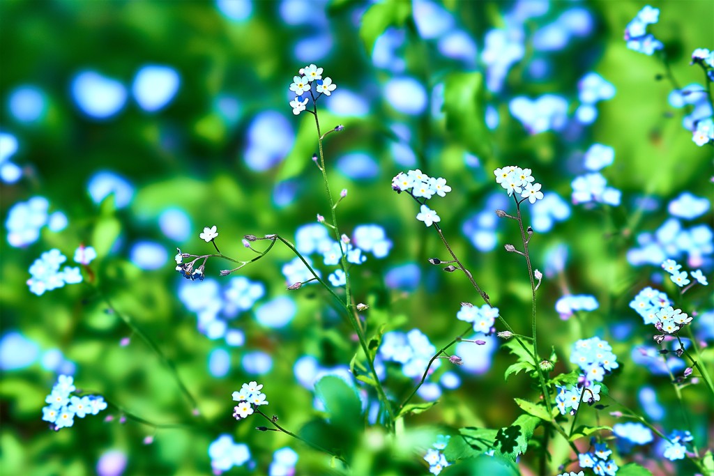 忘れな草