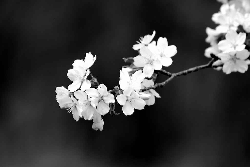 桜モノクローム