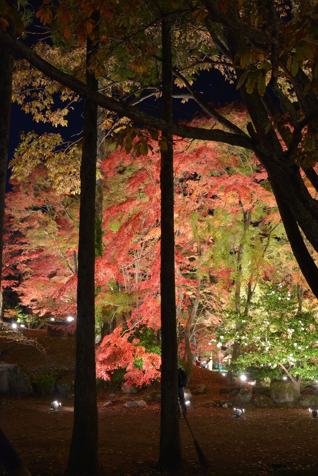 momiji