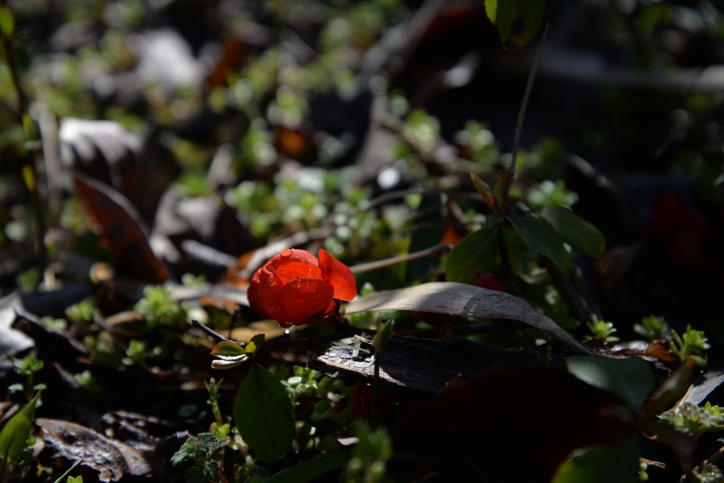 ボケの花