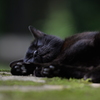 お昼寝　黒猫