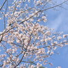 2020.4 今年の桜