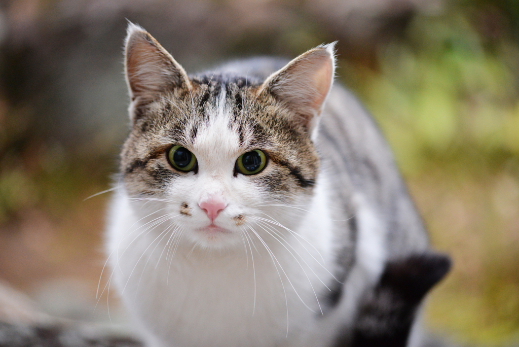 野良猫