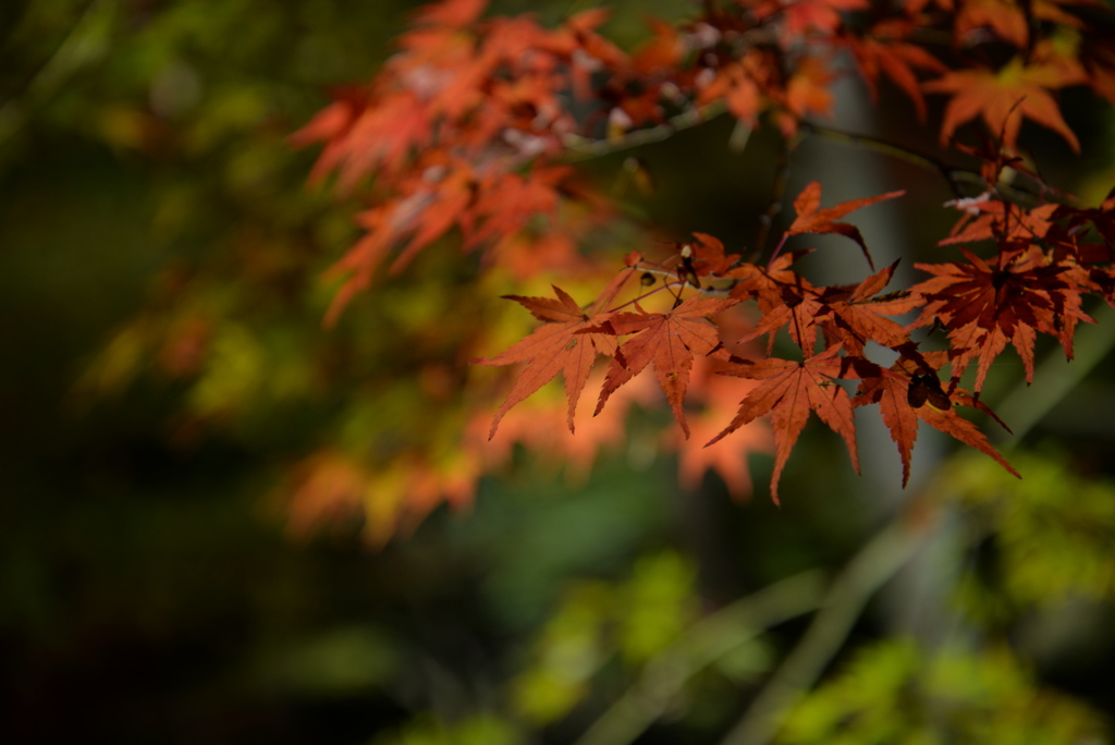 紅葉