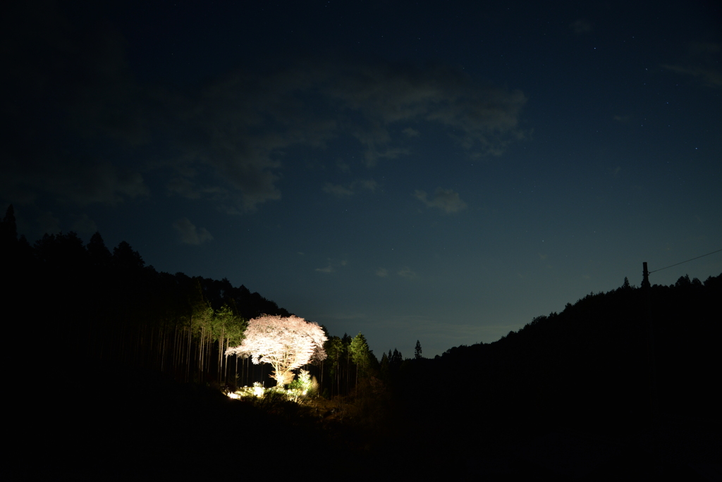 夜桜