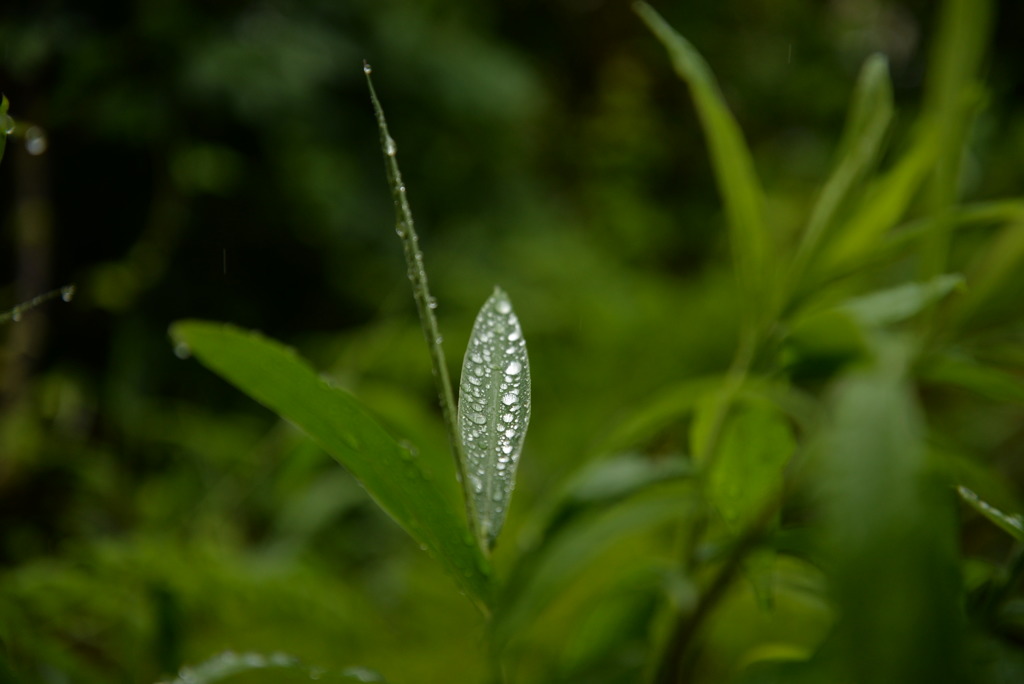 水滴