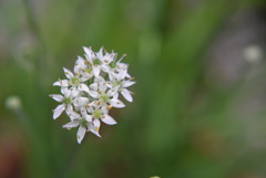 ニラの花