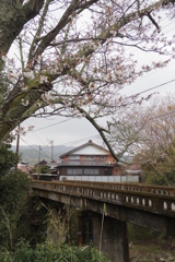 桜と橋