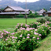 紫陽花３