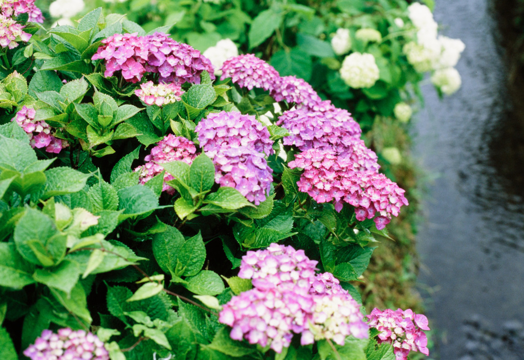 紫陽花