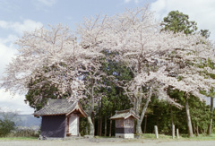 稲荷跡の桜