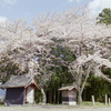 稲荷跡の桜